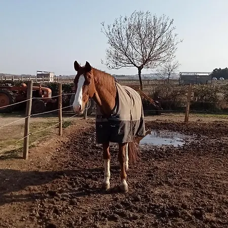 Palegry D'hotes 3* פרפיניין